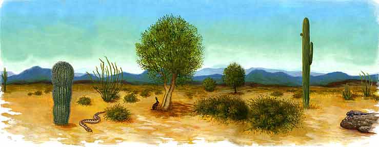 Esta imagen es un paisaje desrtico hay cactus, algunos rboles, matorrales, una vbora. Este es el lugar donde habita el berrendo.