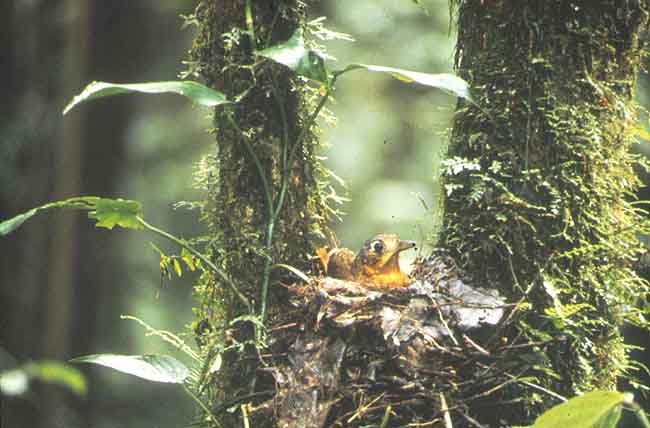 Esta es la imagen de un rbol, tiene algunas hojas, est cubierto de musgo, tiene entre dos de sus ramas un pequeo nido, en l hay un pajaro de color amarillo.