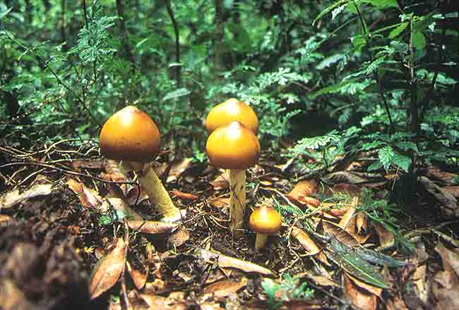 En esta imagen se ven tres hongos de color amarillo brillante, en medio de la hojarasca.