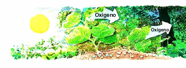 En esta imagen del proceso de la fotosntesis. Al tomar el bixido de carbono y el agua para realizar este trabajo, los rboles, como todas las plantas verdes, desechan un gas: el oxgeno.