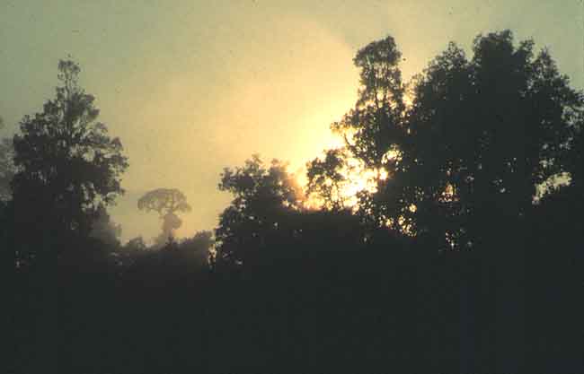 Esta imagen es de un atardecer entre los rboles se ve cmo se va perdiendo el sol.