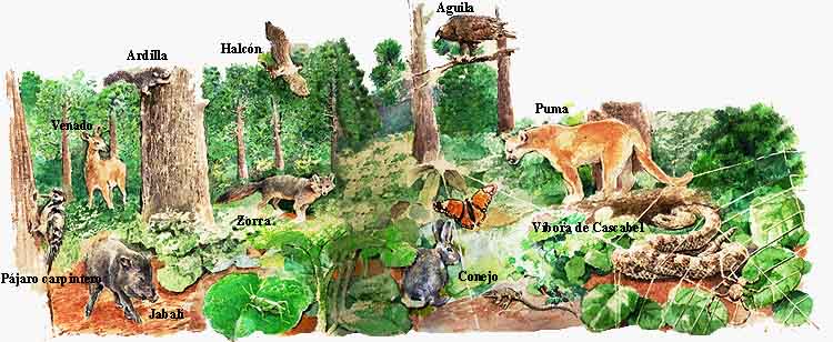 En esta imagen aparecen los animales que viven en los bosques de pinos, abetos y  encino: Venado, ardilla, guila, halcn, zorra, puma, vbora de cscabel, conejo, jabal, pjaro carpintero.