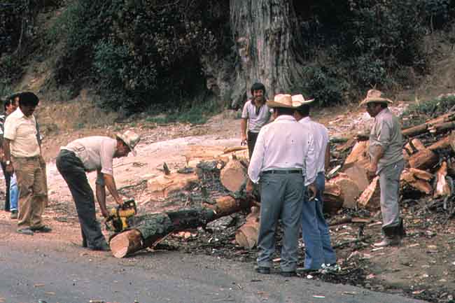 Esta es la imagen de un grupo de hombres talando un bosque.