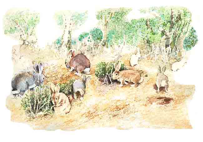En esta imagen se ve comiendo a varios conejos en un bosque.