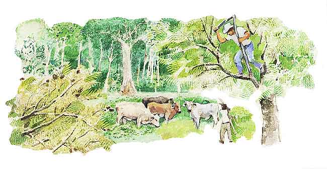 En esta imagen se ve a un hombre sobre un rbol en un bosque, est cortando plantas que se usan como forraje para el ganado.
