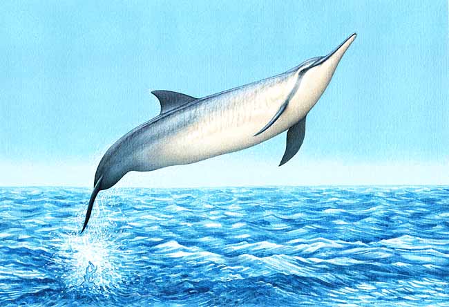 En esta imagen vemos a un delfín saliendo del agua, utiliza sus aletas para mantener la dirección y el equilibrio para nadar o deslizarse sobre sus costados.