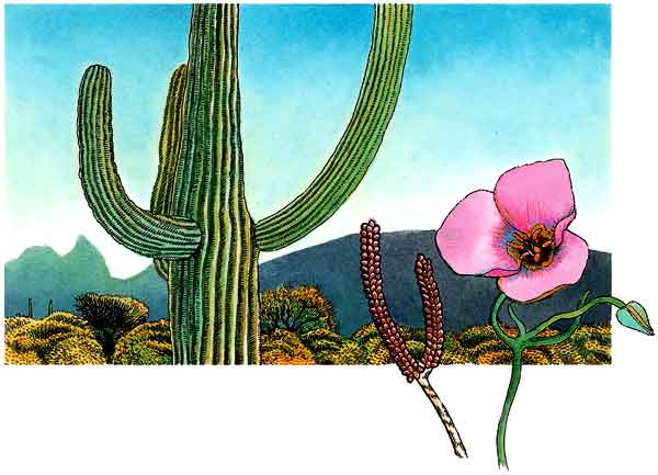 En esta imagen vemos un cactus en el desierto y una flor, atrás hay algunos matorrales. Esta es la vegetación que hay en el desierto.
