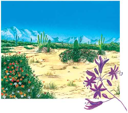 En esta imagen se ve un paisaje desértico. Los matorrales y algunas cactáceas tienen flores. Esto es porque anualmente en la época de lluvias las semillas que permanecen en el suelo, durante todo el año, florecen.
