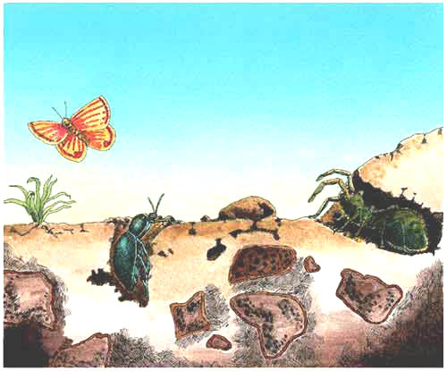 En el desierto también hay diferentes insectos como se ve en esta imagen. Estos hacen sus madrigueras. Algunos como las mariposas y las palomillas no tienen un lugar fijo.