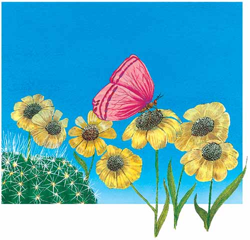 En esta imagen se ve una mariposa sobre una flor amarilla. A veces los insectos como la mariposa al buscar alimento en las plantas se pegan en sus patas semillas, al ir a otros lugares esto dará lugar a otras plantas en distintos lugares.