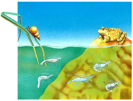 En esta imagen se ve un caracol, una rana. Cerca hay un estanque dentro hay camarones, aunque parezca raro, en el desierto también existen estos animales.