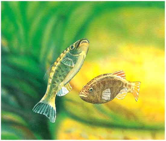 Esta es la imagen de dos peces. En el desierto los peces viven en agua muy caliente y más salada que la del mar.