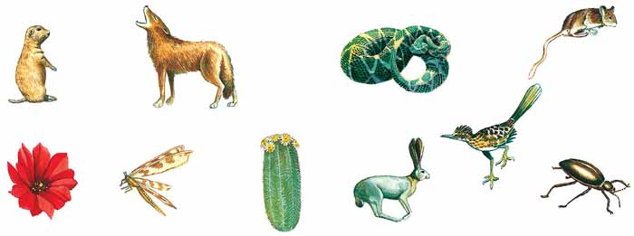 En esta imagen hay un perro de la pradera, un coyote, una serpiente, una rata, una flor de biznaga, un cactus, un correcaminos, una liebre, una libelula. Esto es para explicar cómo va la cadena alimenticia.