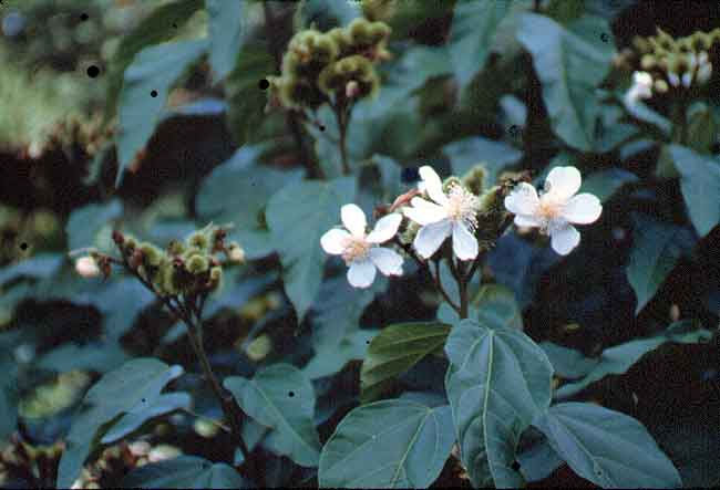 En esta imagen se ven pequeas flores blancas de cinco ptalos con follaje abundante.