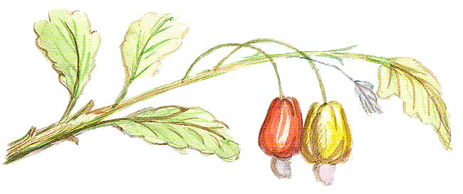 En esta imagen se ve una planta con dos frutos que cuelgan uno rojo y uno amarillo.