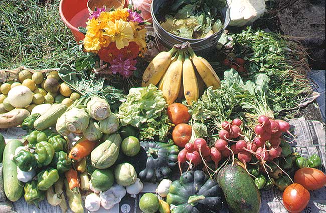 En esta imagen vemos todo lo que produce un huerto: pepinos, pimientos, chayotes, aguacates, ajos, jitomates, limones, rbanos, chiles, cilantro, pltanos, flores, lechugas, papas.