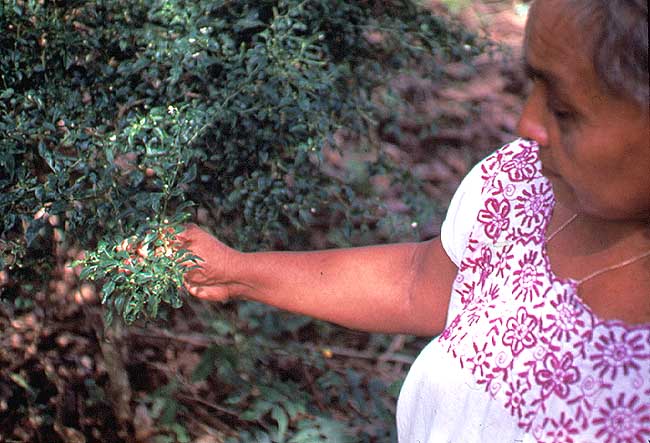 En esta imagen se ve una mujer tocando unas plantas medicinales.