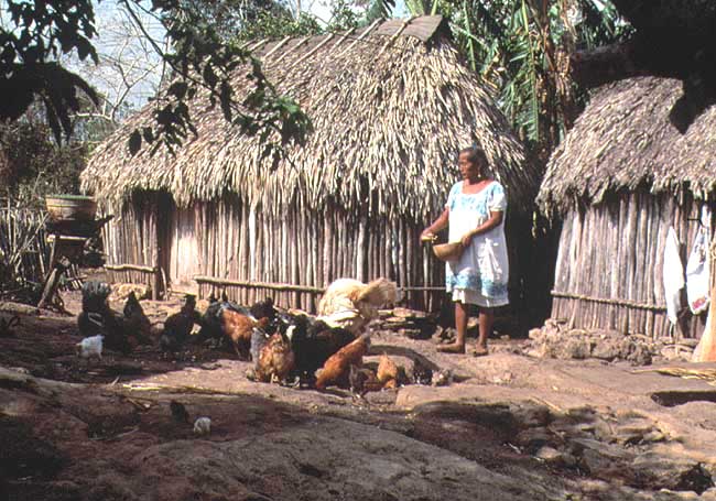 En esta imagen se ve a una mujer alimentando a las gallinas que recogen del suelo la comida.