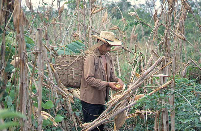 En esta imagen se ve un hombre recolectando en un huerto. Lleva una canasta en su espalda donde va echando las frutas.