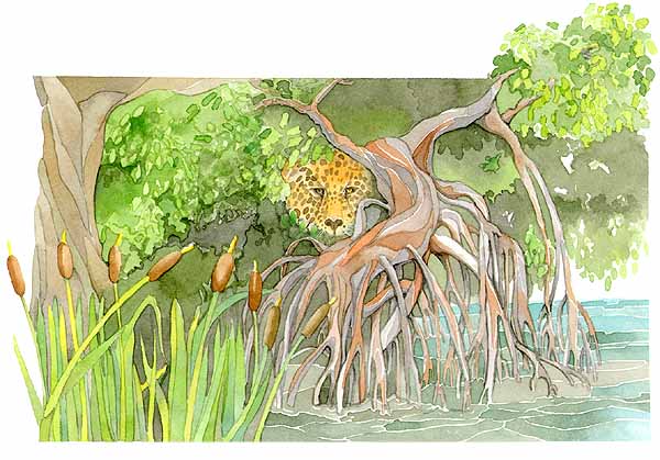 En esta imagen se ve a un jaguar agazapado en un manglar.