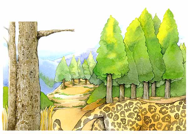 En esta imagen se ve un jaguar entre unos pinos. Los jaguares tambin les gusta vivir en los bosques.