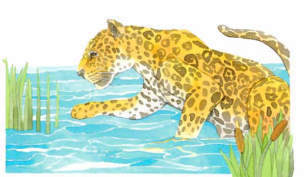 En esta imagen se ve un jaguar dentro del agua. Tambin suelen meterse a cazar.