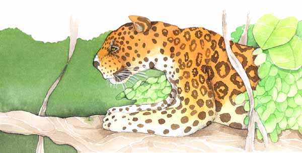 En esta imagen se a un jaguar acechando desde un rbol. Los jaguares como tros machos miden su territorio con orina. Otros hacen marcas en los rboles con sus garras, cuando otro jaguar ve las marcas, las mide con sus garras, si son ms grandes abandona el lugar.