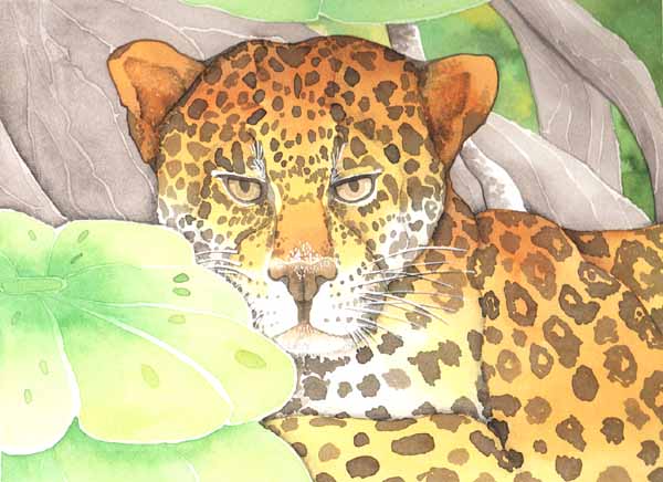 Aqu vemos a un jaguar hembra entre unas plantas. Cuando va a tener a sus cachorros se aparta en alguna cueva.