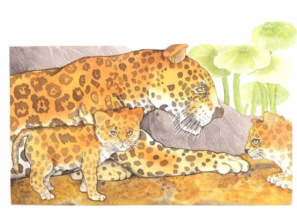 En esta imagen se ve a una hembra jaguar con sus cachorros.