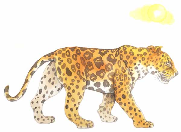 En esta imagen se ve a un jaguar caminando de perfil. Para los antiguos mexicanos el jaguar era un animal al que respetaban mucho. 