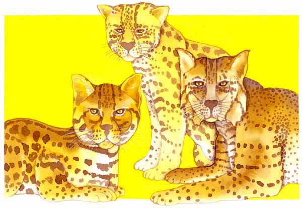 En este dibujo se ven tres distintos tipos de felinos. 
