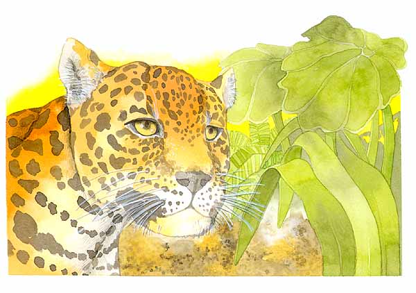Esta es la imagen de un jaguar entre la vegetacin.