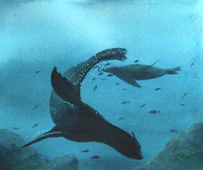 En esta imagen se ve a un lobo marino nadando. Se impulsan con las aletas laterales y orientan el nado con las aletas traseras.