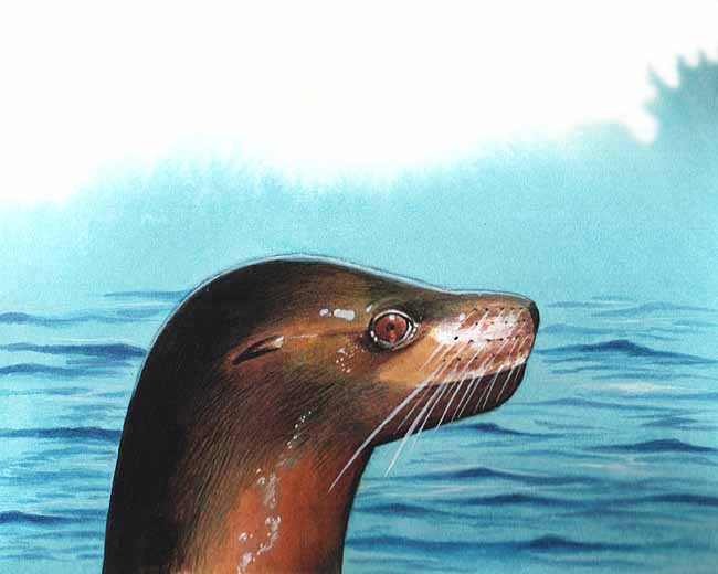 En esta imagen vemos a un lobo marino de perfil. Su hocico es alargado, tiene bigotes y dos colmillos filosos. Sus orejas son cortas a los lados de la cabeza. La nariz es muy parecida a la de los perros, incluso  hacen un sonido similar a los ladridos.