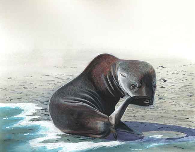 En esta imagen se ve a un lobo marino macho adulto, estos se distinguen por tener una protuberancia en la cabeza. Los machos pueden medir hasta dos metros y medio y pesar cuatrocientos kilos.