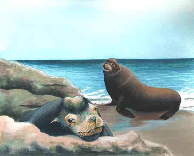 En esta imagen se ve un pareja de lobos marinos, las hembras son menos grandes, pueden medir dos metros y pesar doscientos kilos.