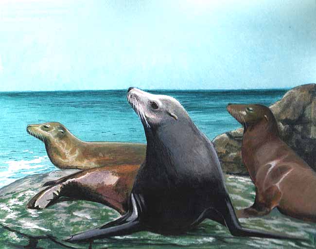 En esta imagen se ven varios lobos marinos en unas rocas, cerca del mar. Estos mamíferos se alimentan de peces, pulpos y calamares.