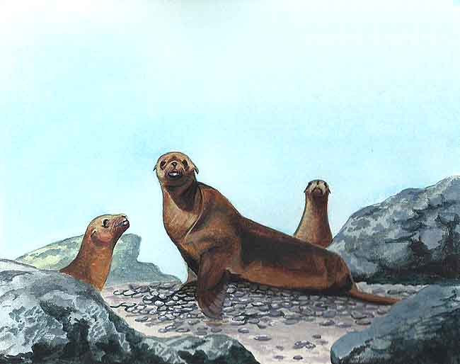 En esta imagen se ve a unos lobos marinos en las rocas. Extrañamente se han encontrado en los estómagos de estos animales piedras, se desconoce por qué se las comen.