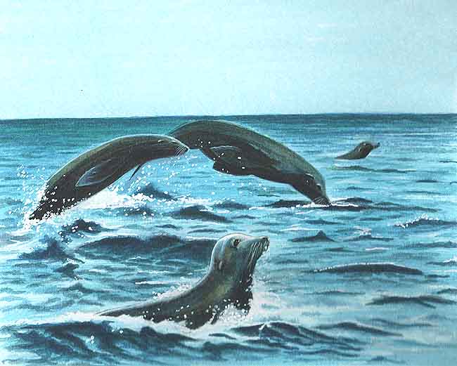 En esta imagen  vemos a unos lobos marinos nadando. Andan siempre en manadas, andan juntos para comer y para nadar, son juguetones se deslizan en las olas y saltan en el aire.