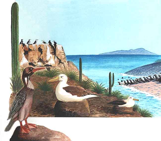 En esta imagen se ve desde lejos una lobera, que son las islas habitadas por los lobos marinos. Están formadas por rocas, algunas son más grandes que otras, con arena en la orilla y en ellas viven otros animales como las aves que vemos en esta imagen.