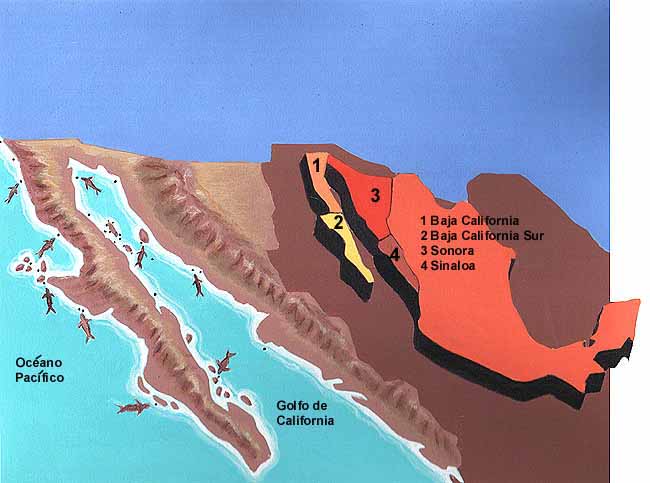 En esta imagen se ve un mapa de México señalando los lugares donde viven los lobos marinos. Baja California, Baja California Sur, Sonora, Sinaloa. 