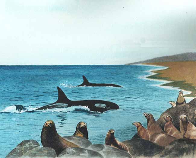 En esta imagen se ven a los lobos marinos en las rocas a la orilla de la isla. En el agua están dos orcas, uno de sus depredadores.