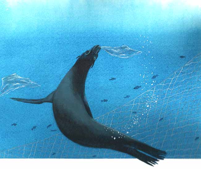 En esta imagen se ve a un lobo marino nadando y cerca de él hay algunas bolsas de plástico. Muchos lobos marinos mueren asfixiados al comerlas.  Otros mueren al quedar atrapados.