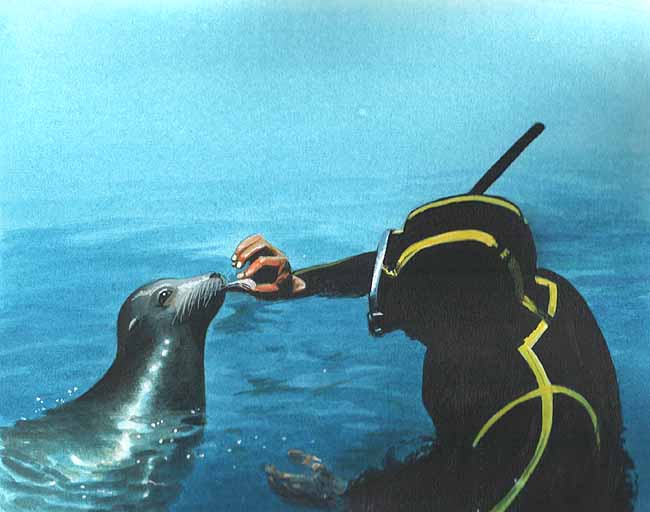 En esta imagen se ve a un lobo marino al lado de un buzo. La relación con este animal puede ser cordial ya que son muy inteligentes y amistosos.