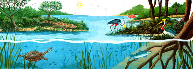 En esta imagen se ve una laguna de un lugar de clima cálido. Está llena de vegetación. Hay peces, tortugas, cocodrilos, aves.