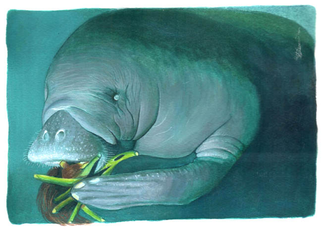 En esta imagen se ve un manatí comiendo plantas, estas deben ser muy blandas ya que no tiene dientes, sólo muelas, con sus labios y aletas jala las plantas y con las muelas las mastica.