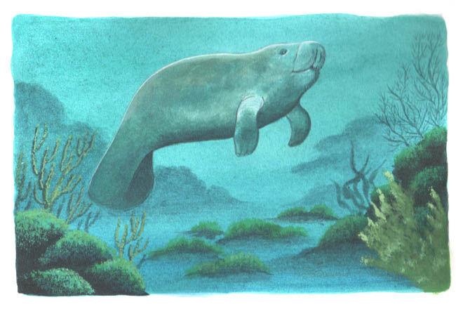 En esta imagen se ve al manatí nadando, lo hace moviendo la cola de arriba hacia abajo para avanzar ligero.
