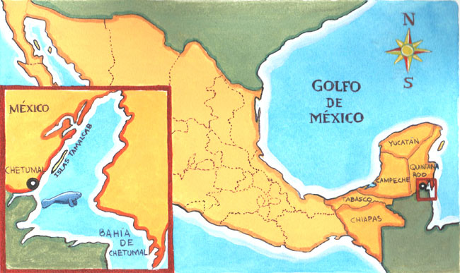 En esta imagen se ve un mapa de México. Los únicos lugares donde ahora hay manatíes es Río hondo y Bahía de Chetumal en Quintana Roo. Antes abundaban en Campeche, Tabasco, Yucatán y Chiapas.