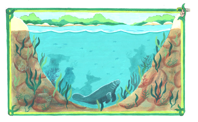En esta imagen se ve al manatí nadando en el fondo de la laguna. Desde el ataque del español, los manatíes solamente salen a la superficie a respirar.