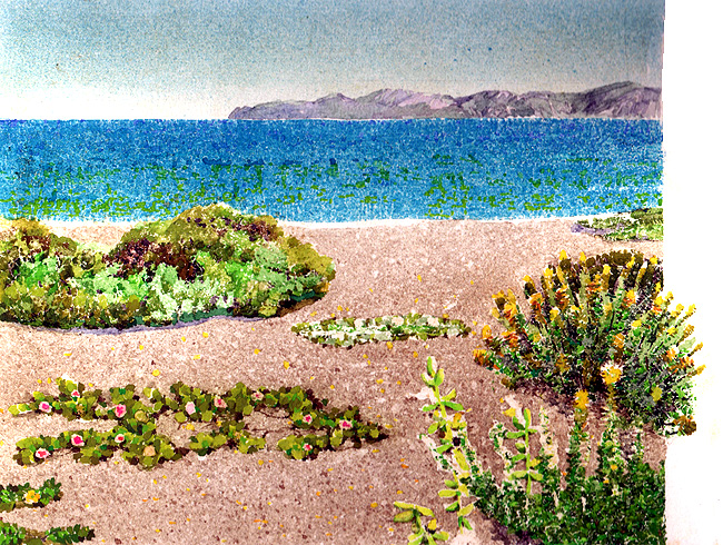 Esta es la imagen de una playa. Tiene algunos arbustos pequeos que se extienden en el suelo.